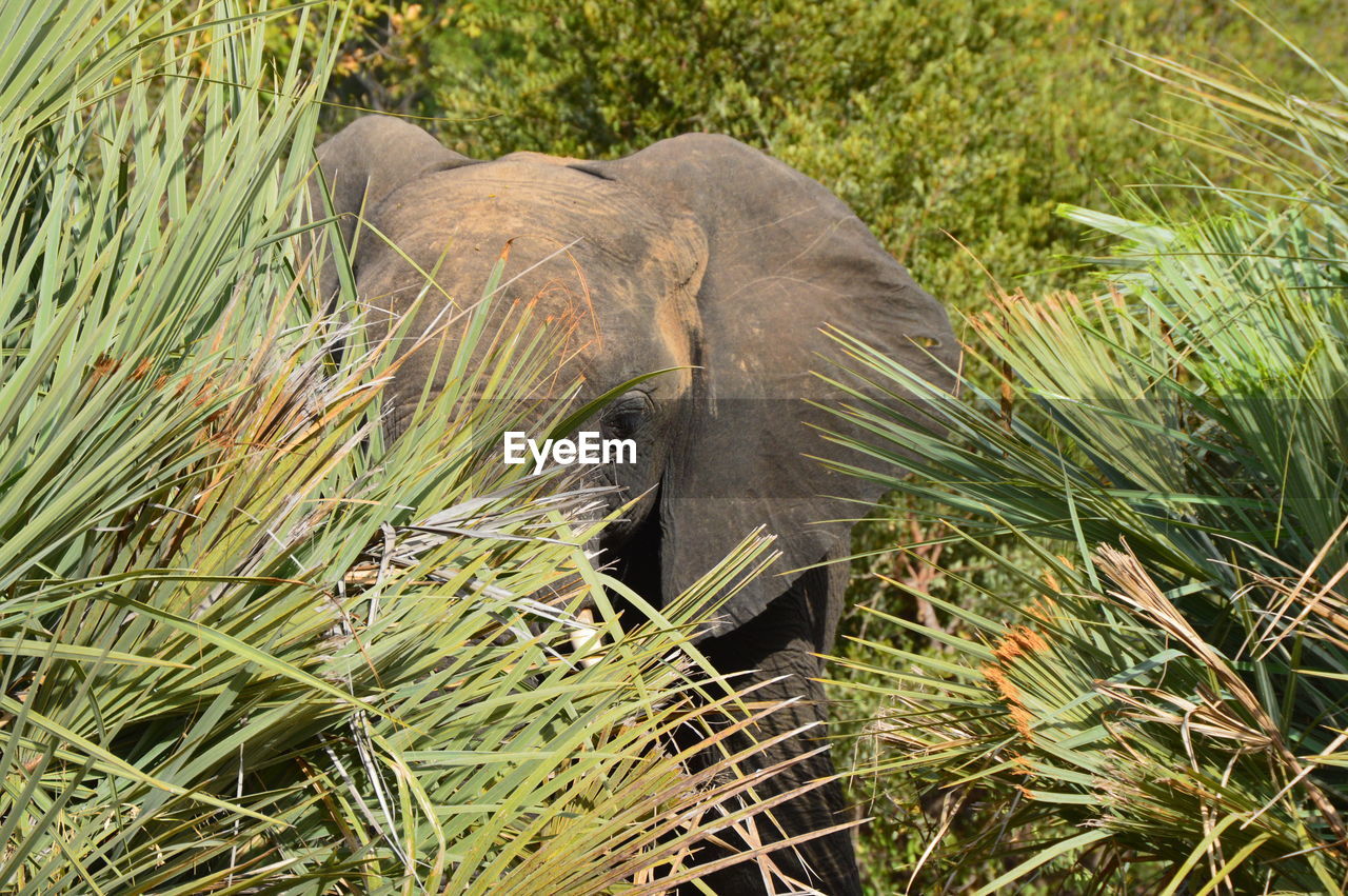 View of elephant in grass