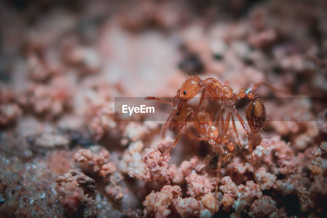 CLOSE-UP OF CRAB