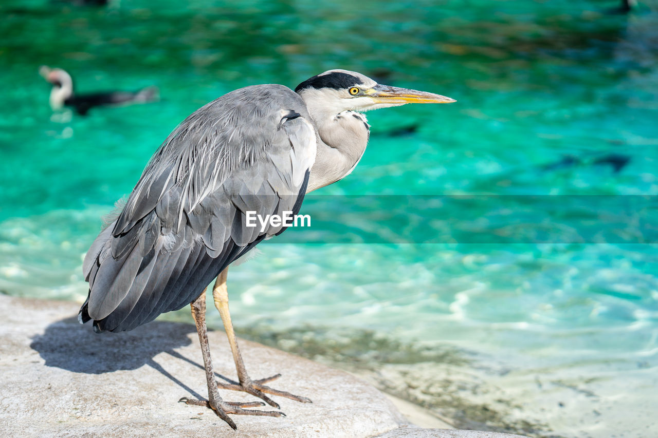 HIGH ANGLE VIEW OF GRAY HERON PERCHING ON LEAF