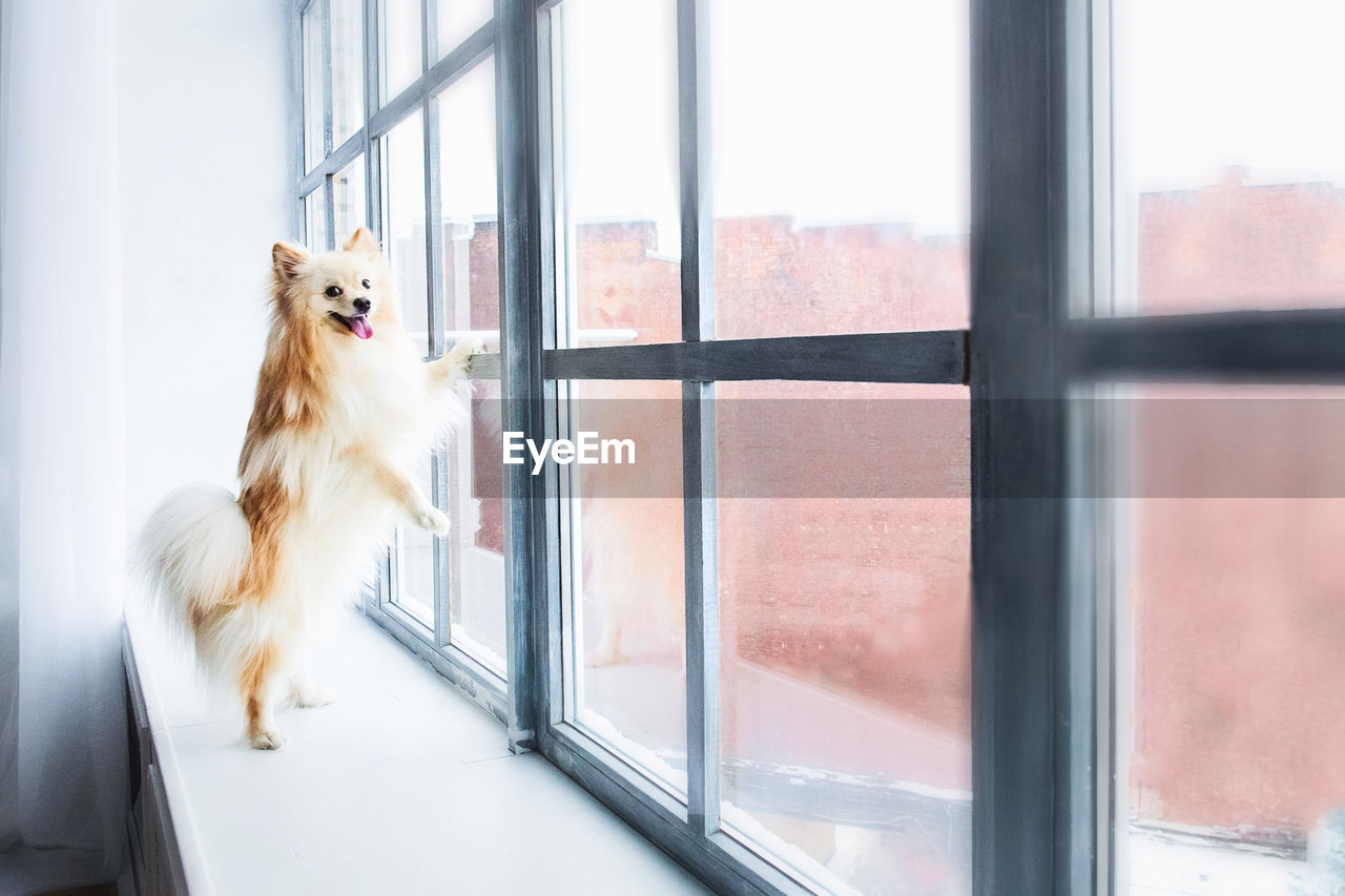 Portrait of dog standing by window at home