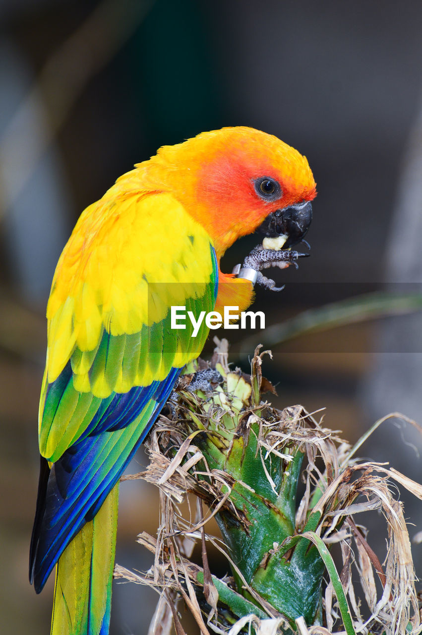 Close-up of parrot perching on plant