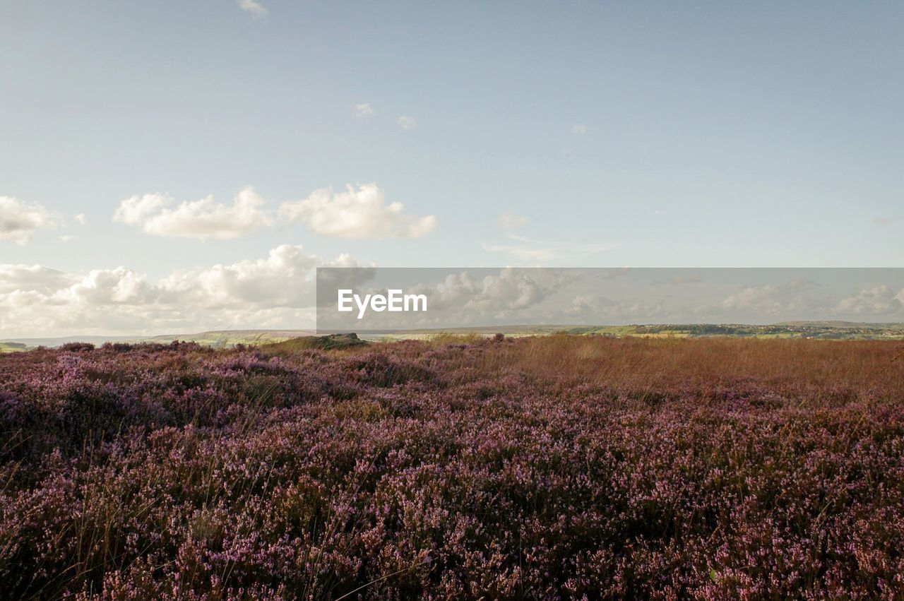 Purple flowers blooming on field against sky