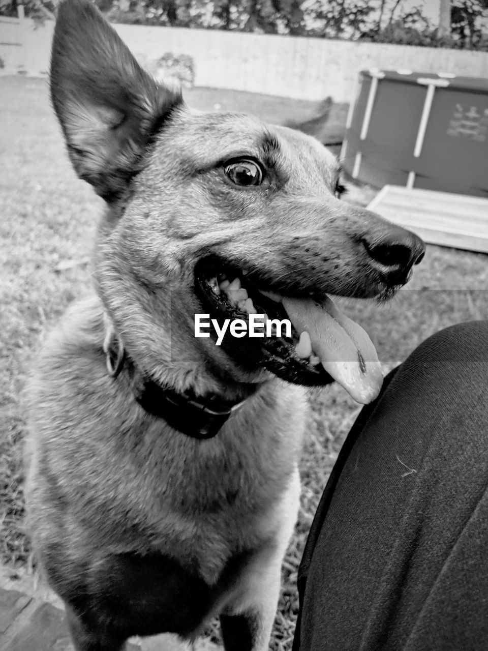 CLOSE-UP OF DOG STICKING OUT TONGUE