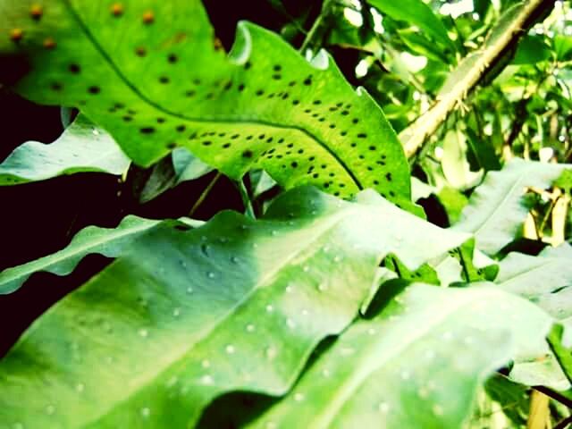 CLOSE-UP OF LEAVES ON LEAF