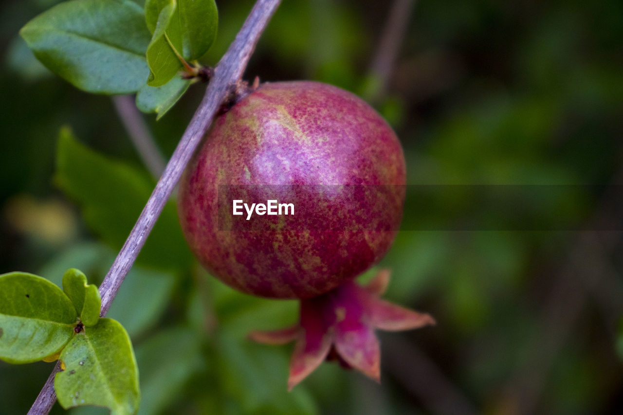 CLOSE-UP OF APPLE ON PLANT