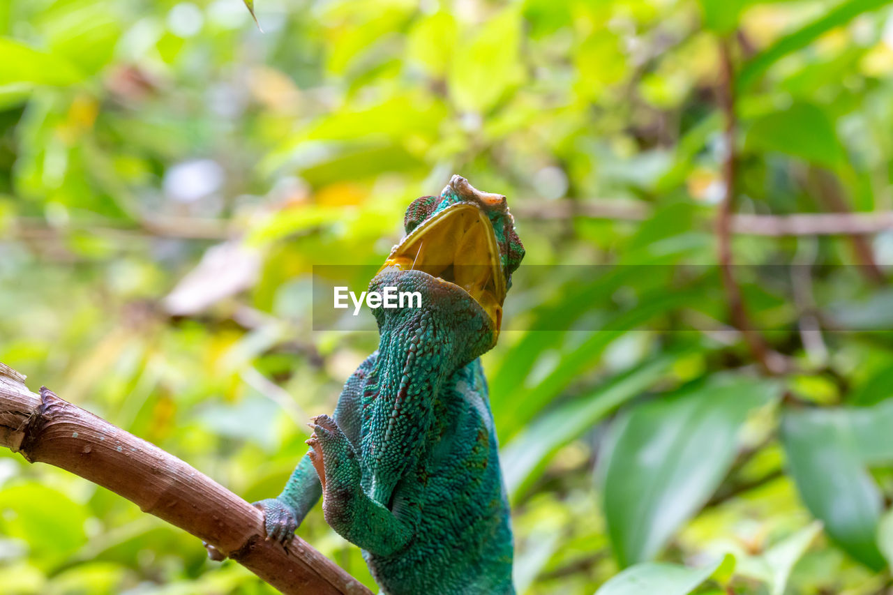 CLOSE-UP OF A BIRD PERCHING ON TREE