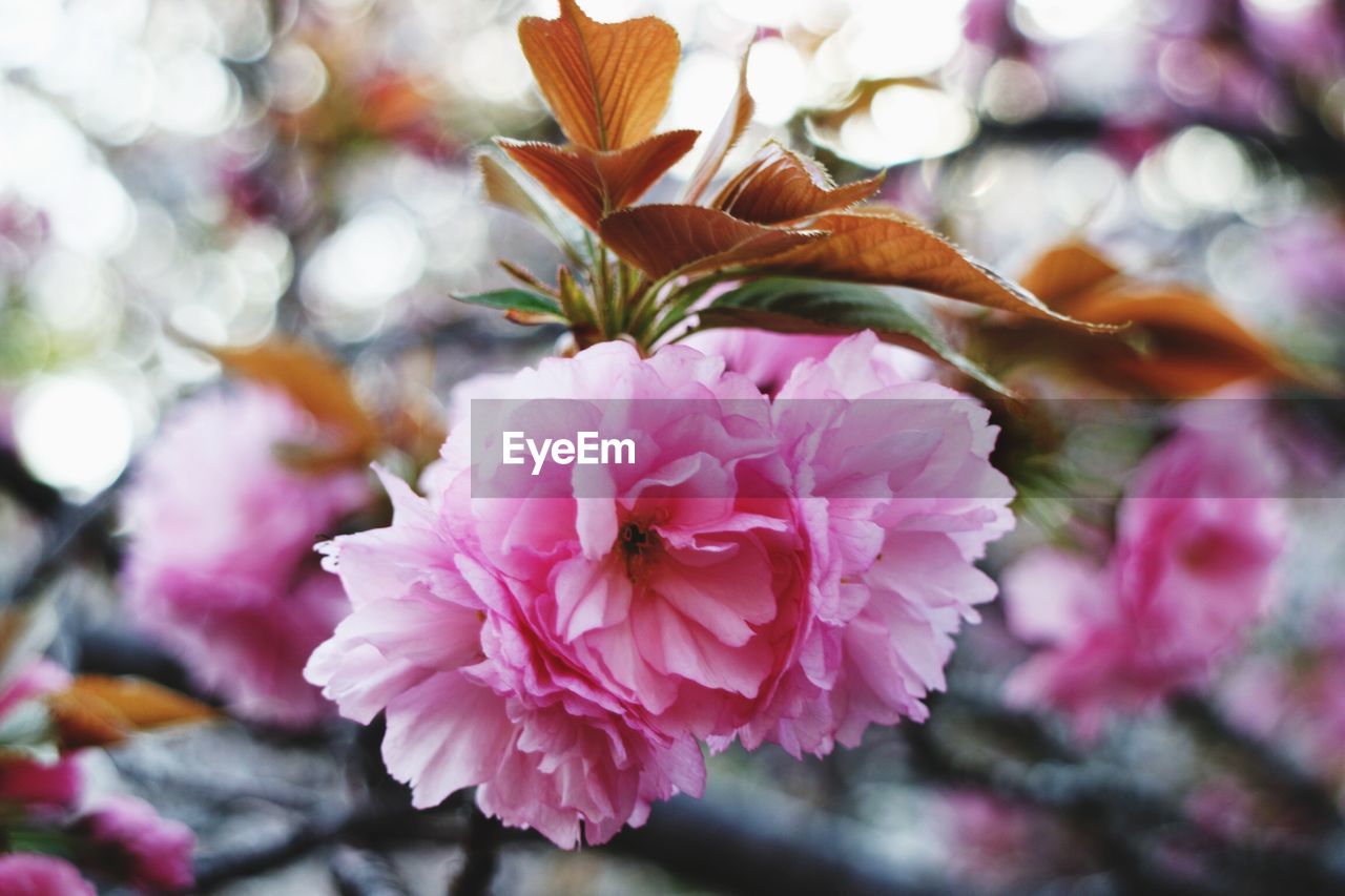 Close-up of pink flowering plant