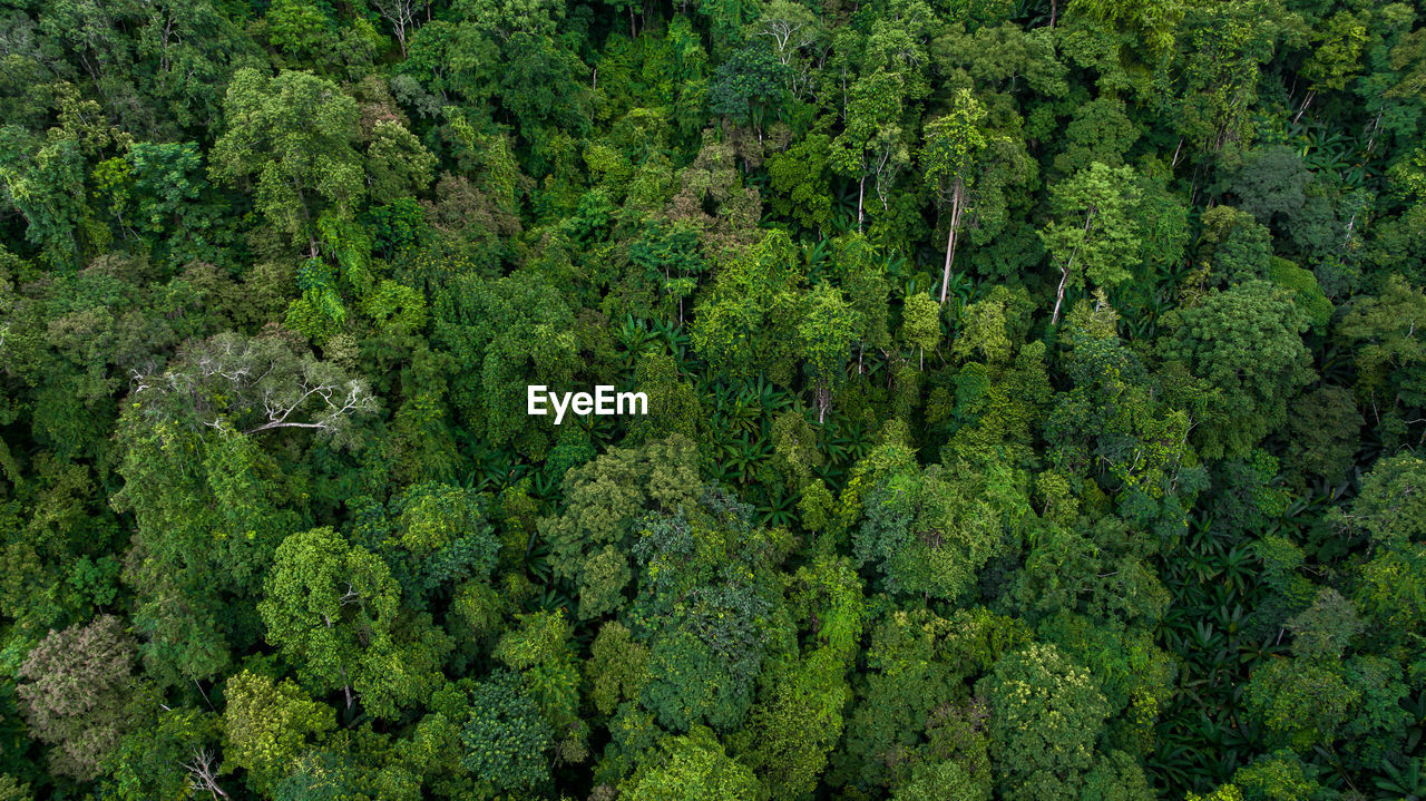 Aerial top view forest green tree, rainforest ecosystem and healthy environment background.