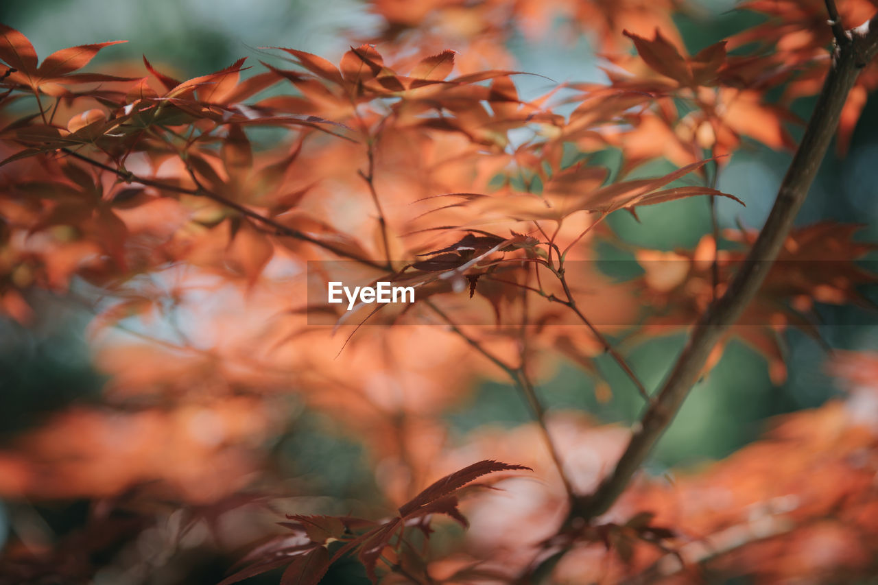 CLOSE-UP OF A PLANT