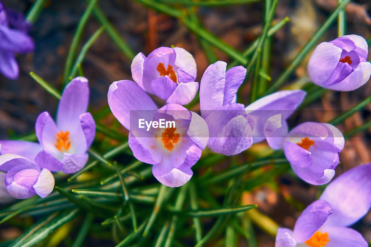 Close-up of purple crocus flowers