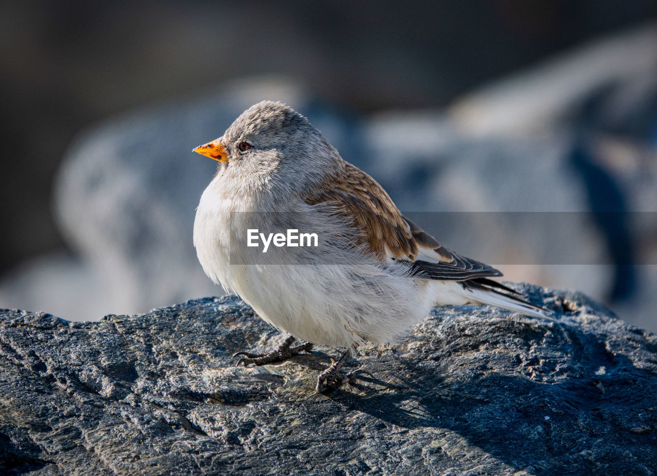Little bird