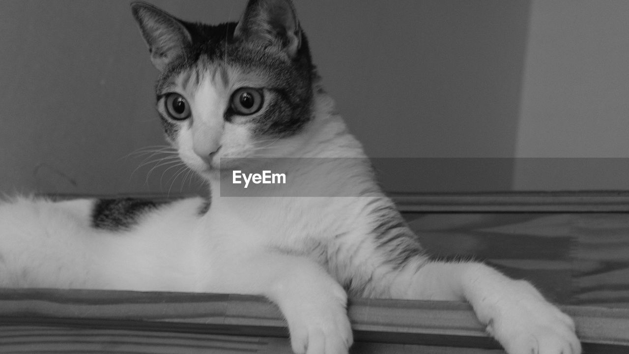 Close-up of cat looking away