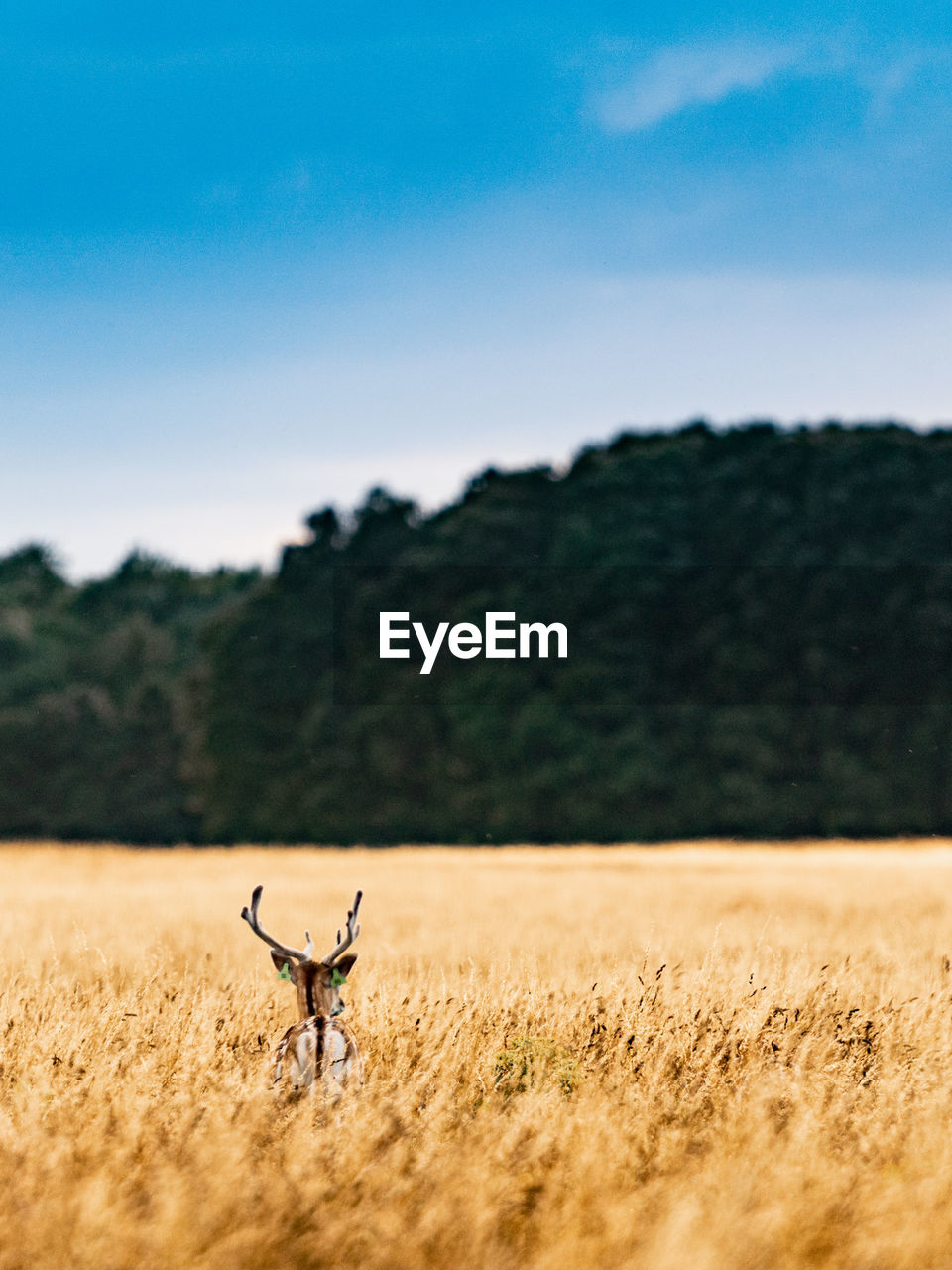 Deer on grassy land against clear sky