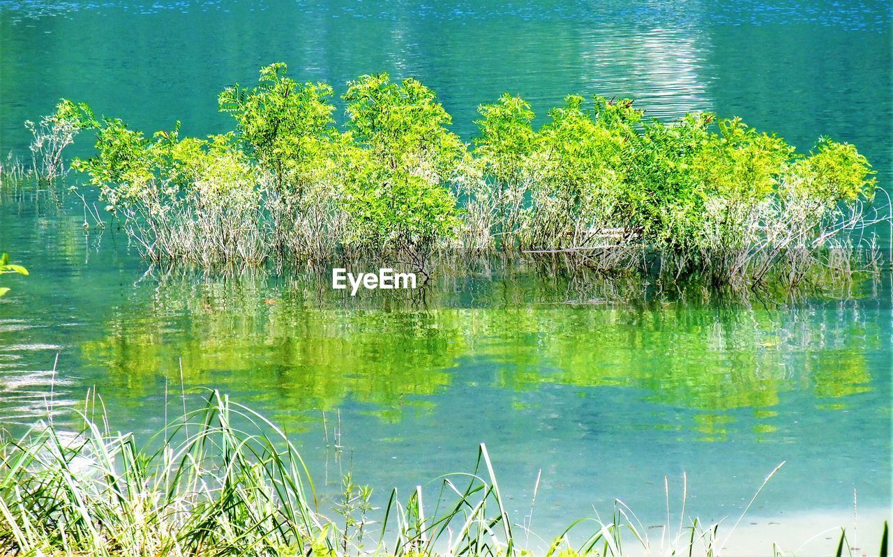 PLANTS GROWING BY LAKE