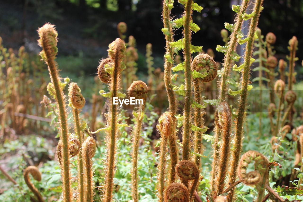 Close-up of flowering plants on land