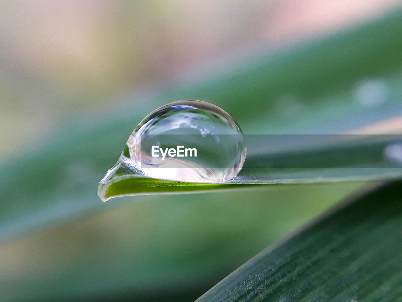 CLOSE-UP OF DEW DROP ON GLASS