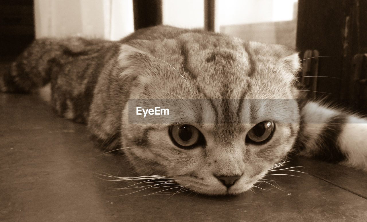 Close-up of cat sleeping on table 