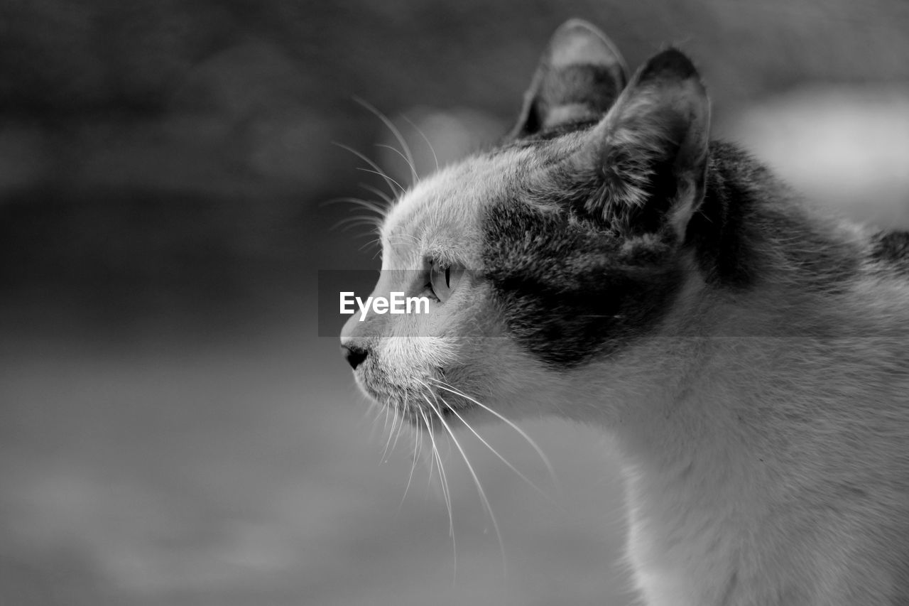 CLOSE-UP OF CAT LOOKING AWAY OUTDOORS