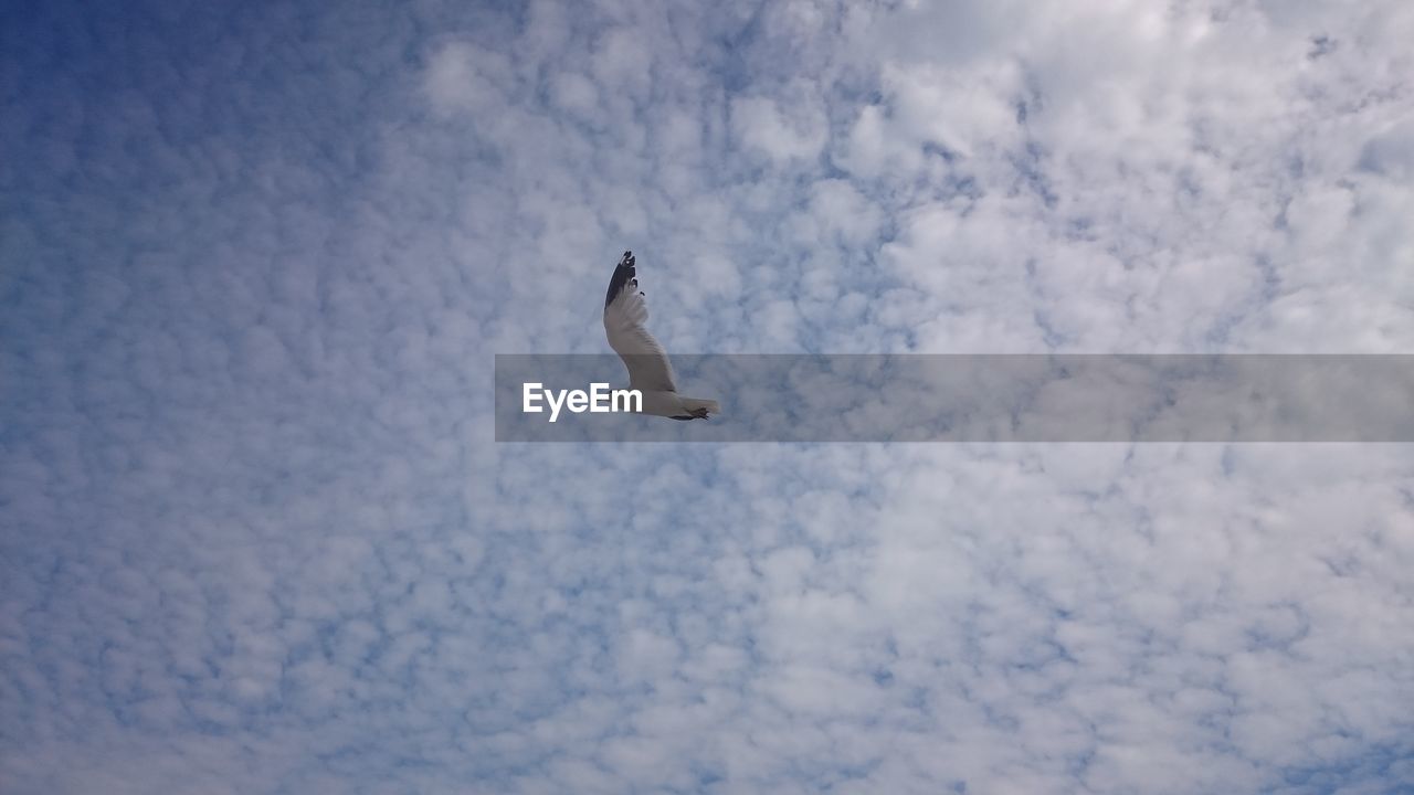 Low angle view of seagull flying against cumulus clouds