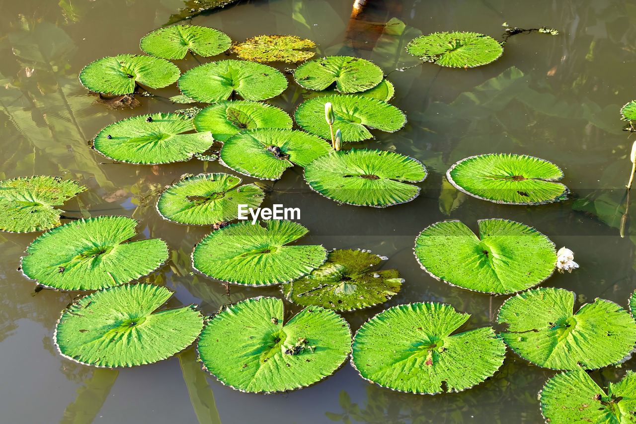 High angle view of lotus leaves floating on lake