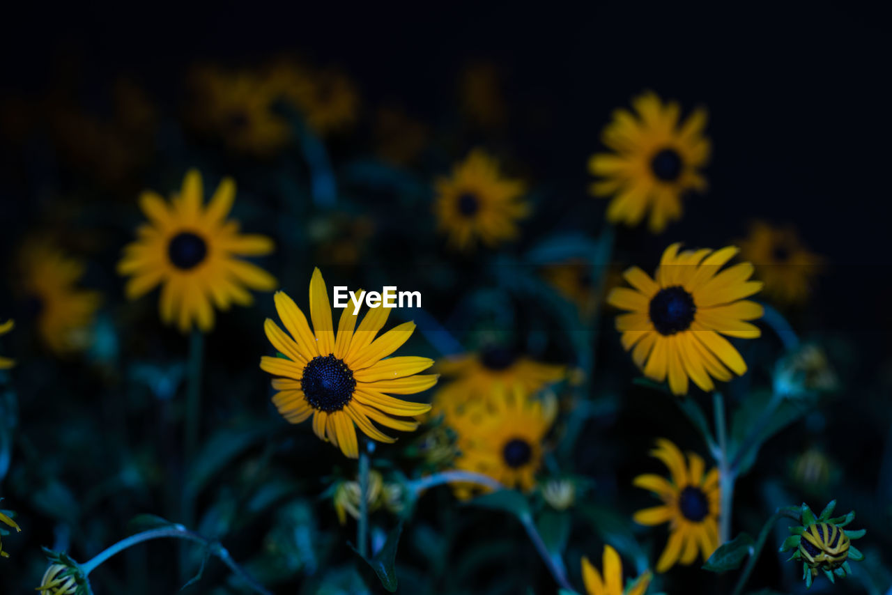 Close-up of yellow flowering plants on field