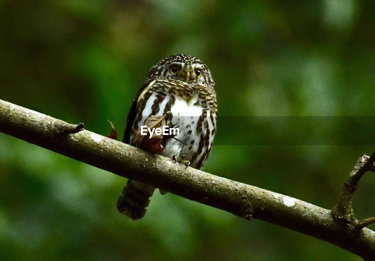 CLOSE-UP OF BIRD PERCHING ON A BRANCH