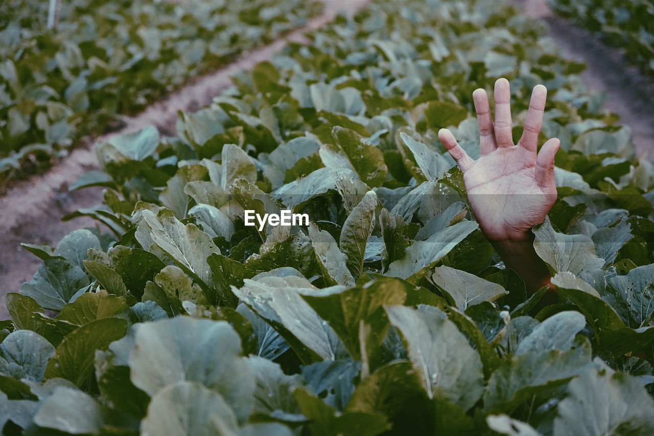 Cropped hand of person amidst plants