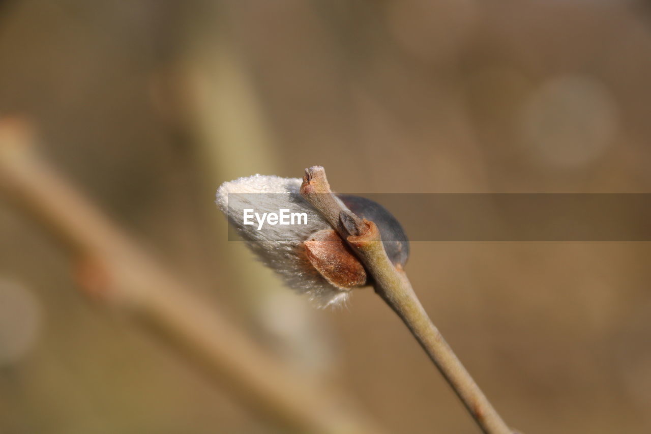 CLOSE-UP OF A BIRD