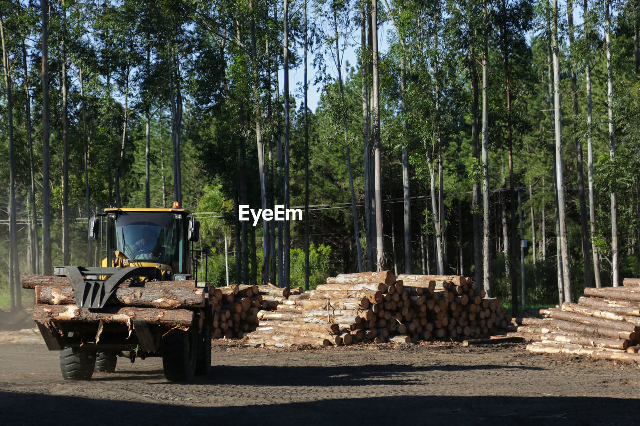 Trees in forestry company