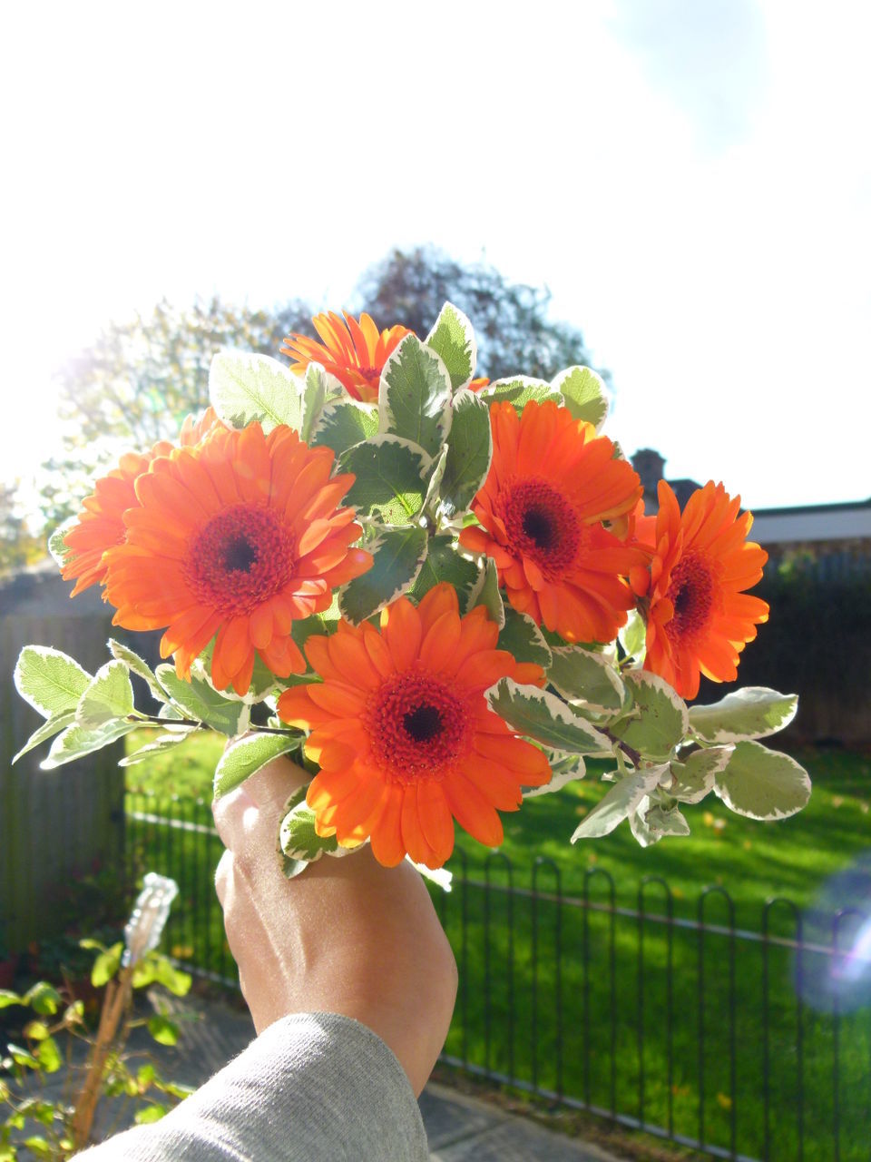 Cropped hand holding gerbera daisies