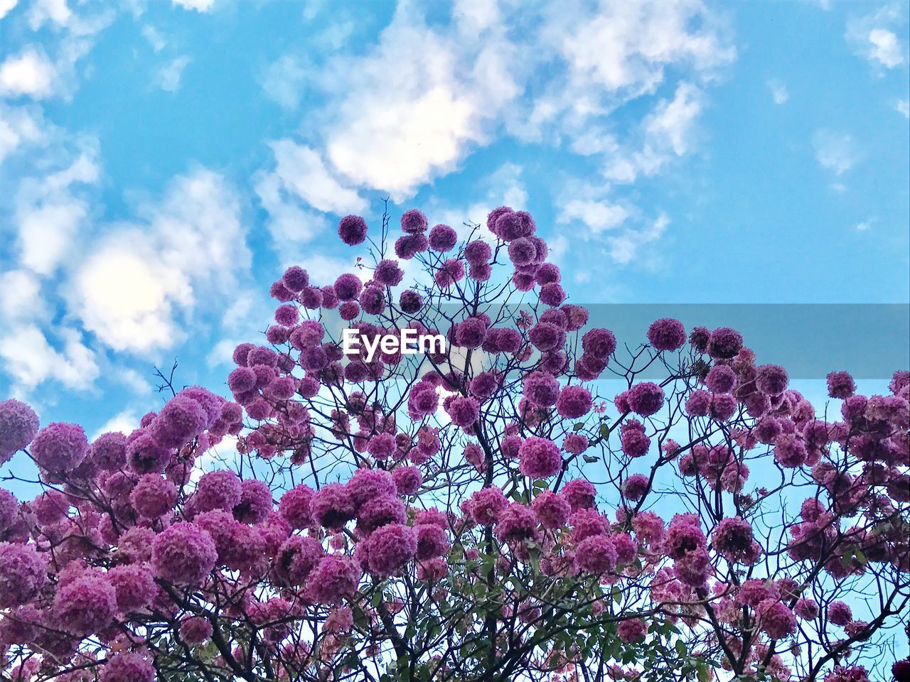 Low angle view of pink flowers blooming on tree against sky