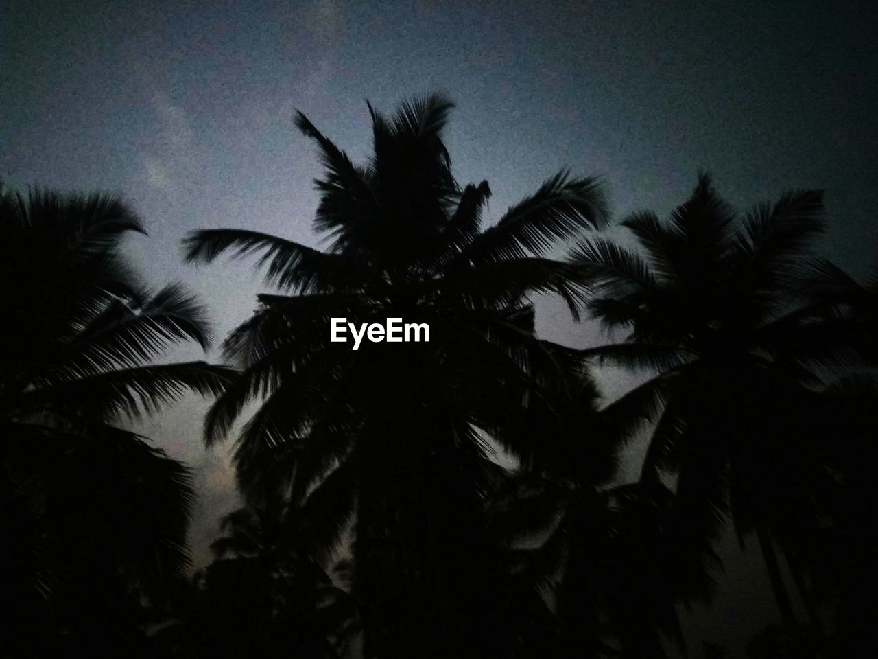 CLOSE-UP LOW ANGLE VIEW OF PALM TREES AGAINST SKY