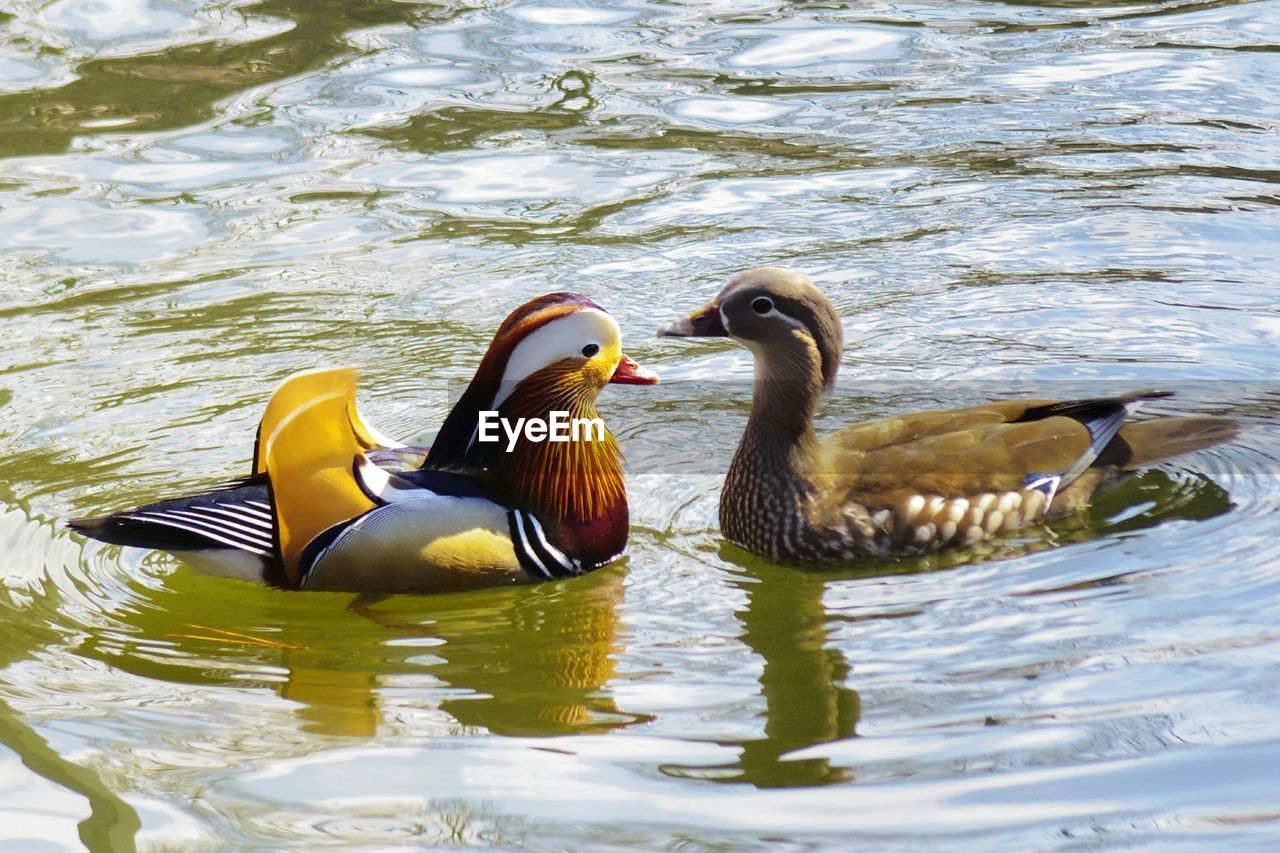 MALLARD DUCKS SWIMMING ON LAKE