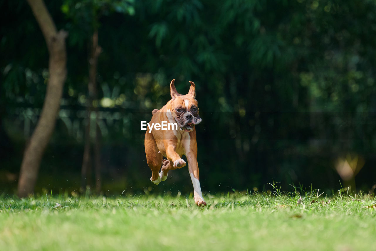 animal themes, mammal, animal, one animal, pet, dog, canine, domestic animals, grass, running, plant, motion, nature, lawn, activity, sports, outdoors, day, happiness, sunlight, tree, full length, carnivore, no people, purebred dog, vitality, jumping, selective focus, speed, portrait