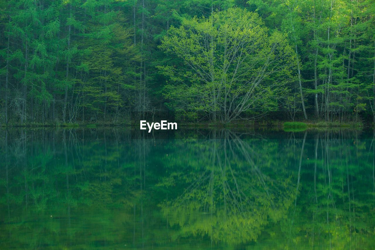 Scenic view of lake in forest