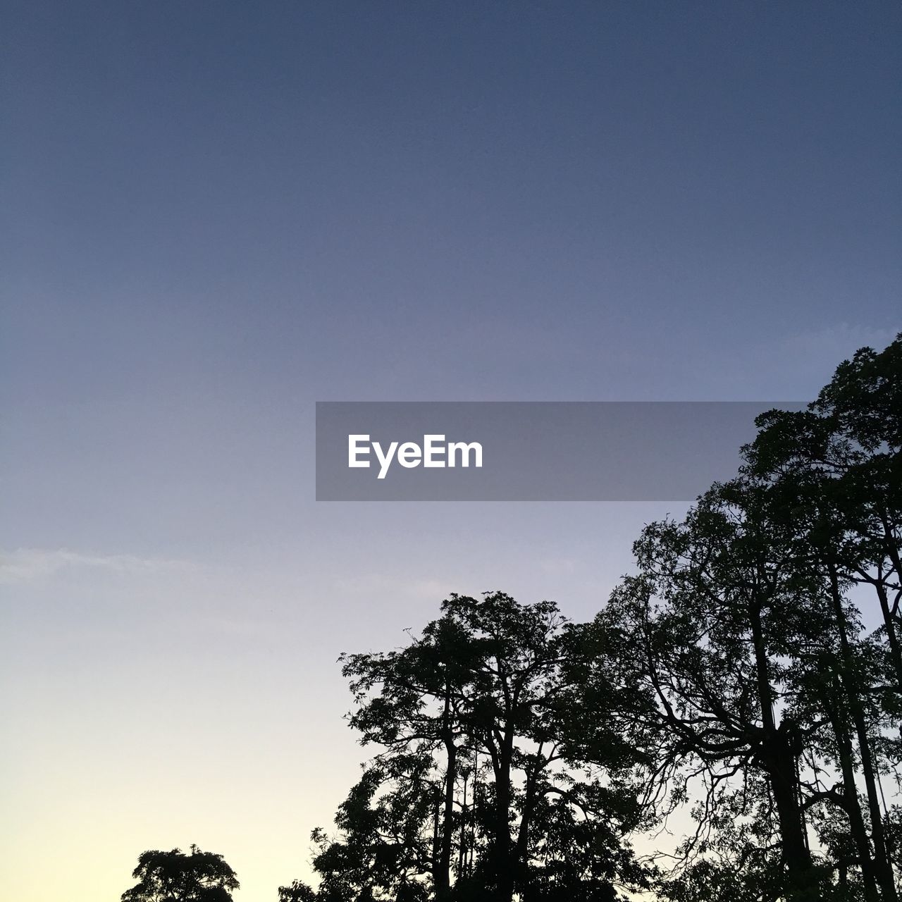 LOW ANGLE VIEW OF SILHOUETTE TREES AGAINST BLUE SKY