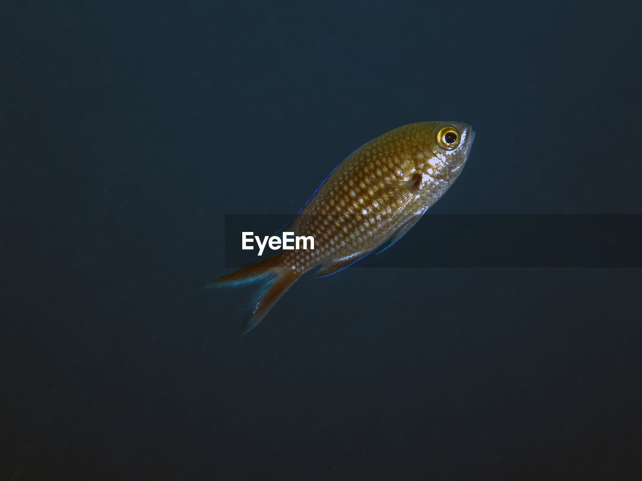Close-up of fish swimming in sea