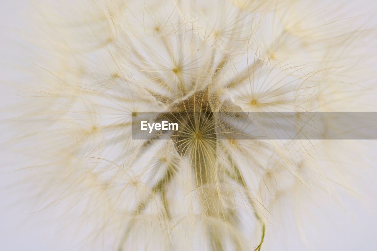 CLOSE-UP OF WHITE DANDELION