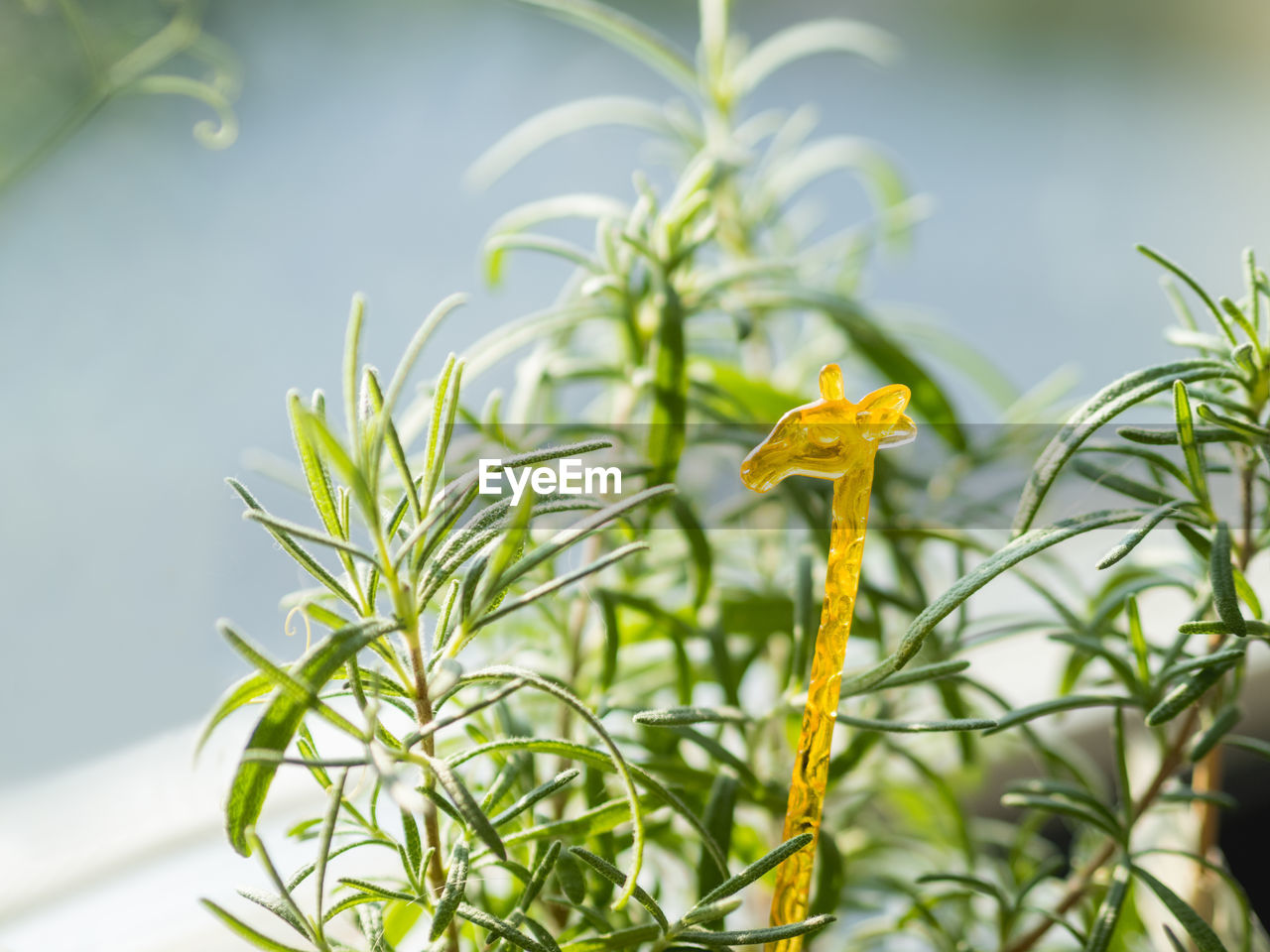 Yellow plastic giraffe in flower pot with growing rosemary. germination of medicinal herb at home.