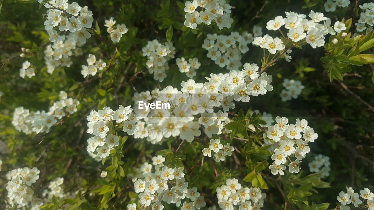 Close-up of white flowering plants