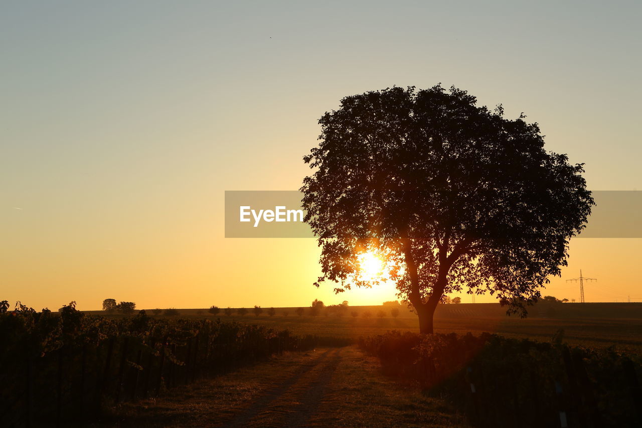 SILHOUETTE TREE ON FIELD AGAINST SKY AT SUNSET