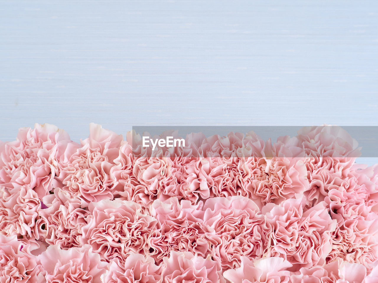 CLOSE-UP OF PINK FLOWERS ON SEA SHORE