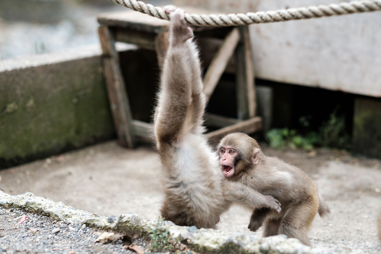 Puppy monkeys are playing loudly in an improvised playground, nagano, japan.