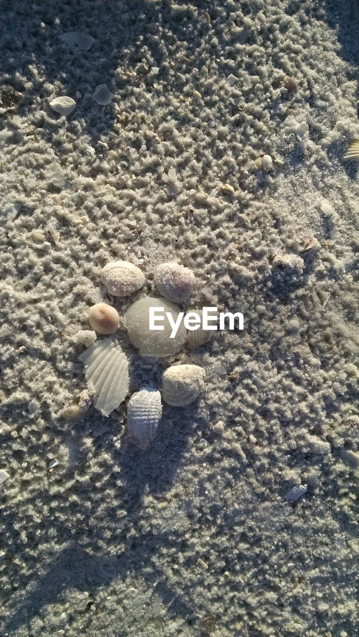 HIGH ANGLE VIEW OF SEASHELLS ON PEBBLES