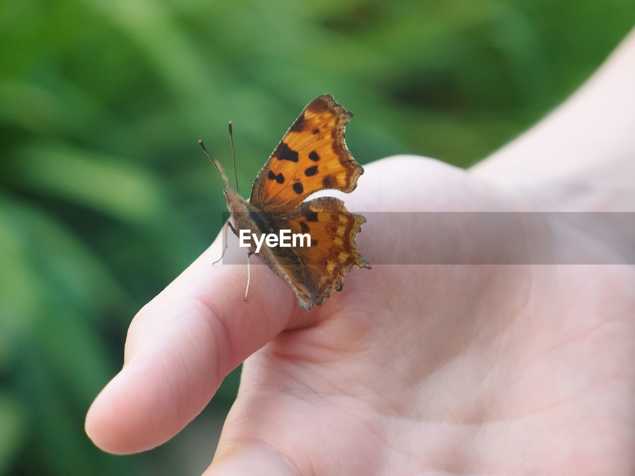 CLOSE-UP OF BUTTERFLY ON FINGER