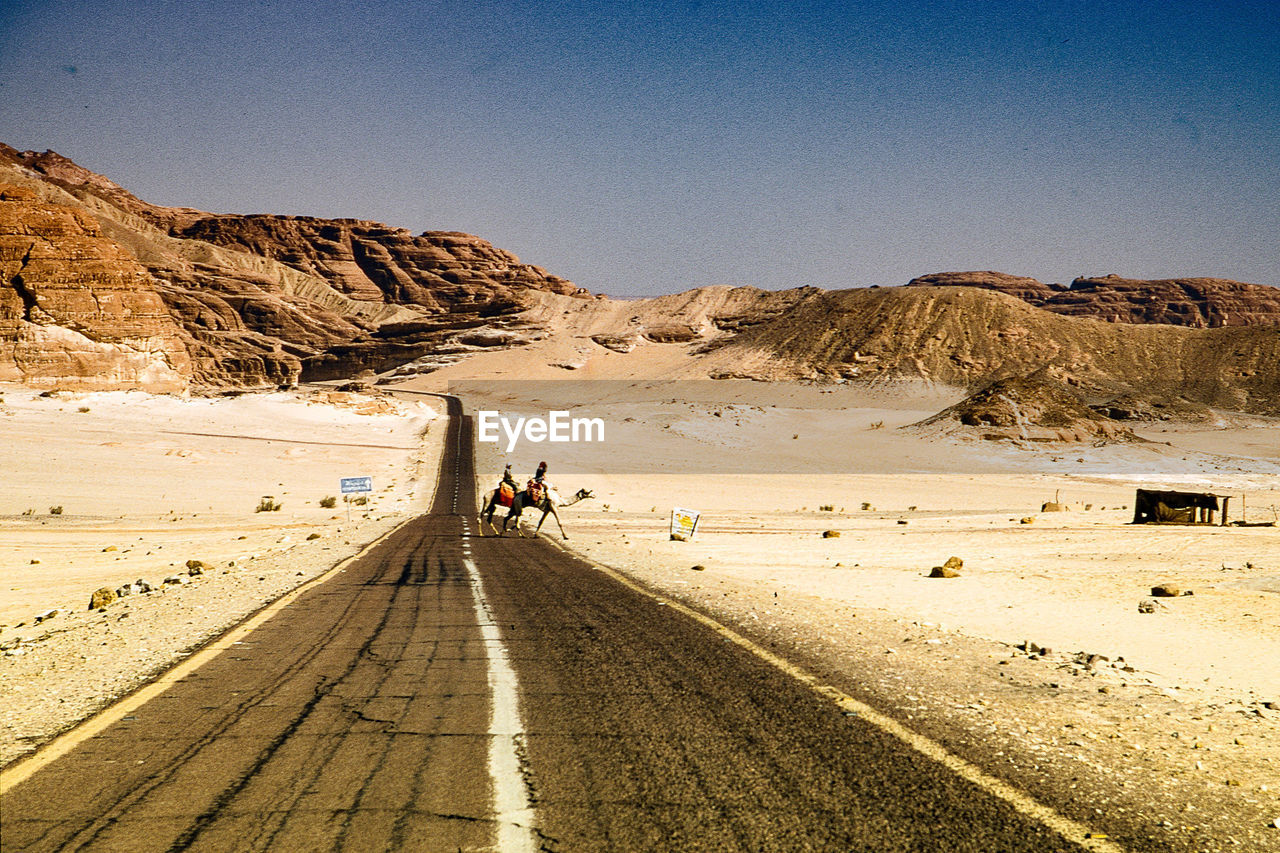 Camels crossing road at desert