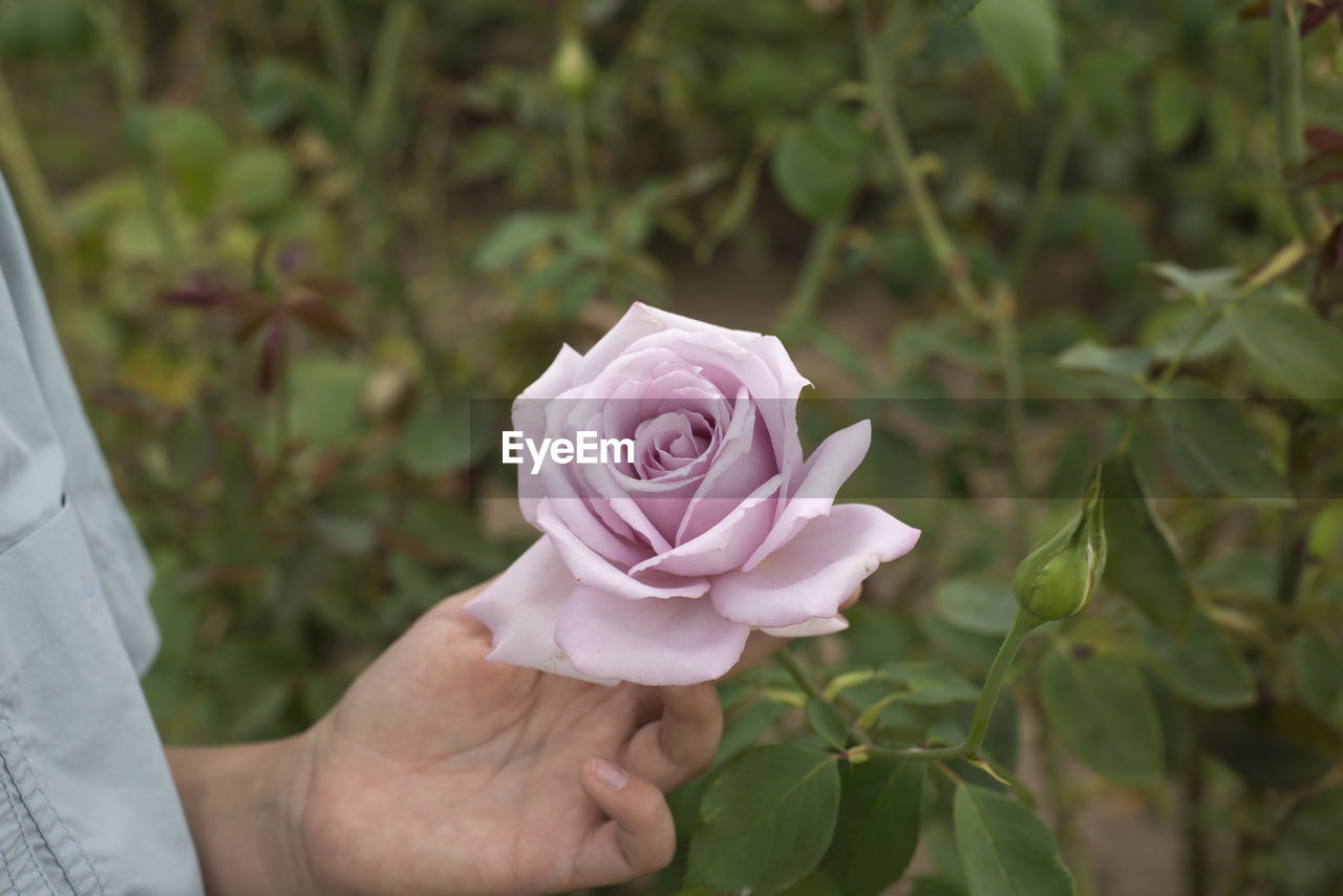 Close-up of hand holding pink rose