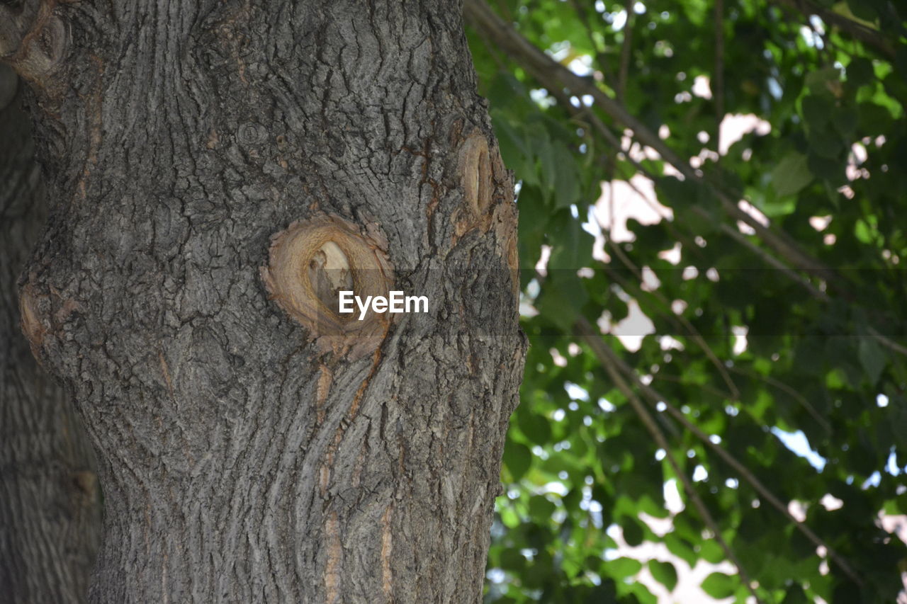 EXTREME CLOSE UP OF TREE TRUNK