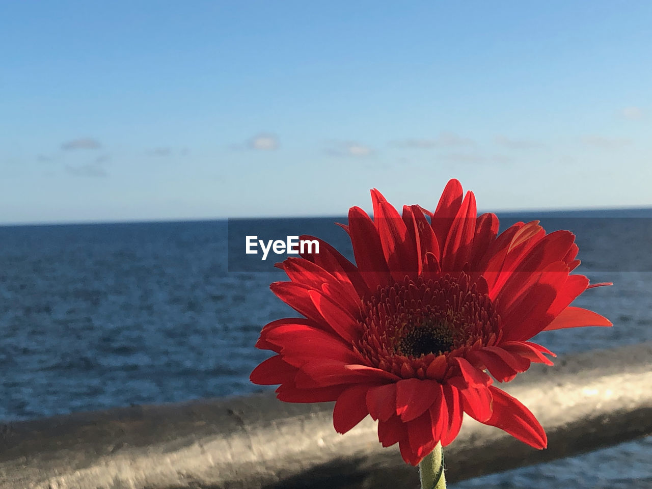 Close-up of red flower against sea