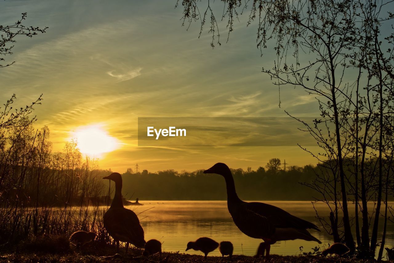 VIEW OF BIRDS ON LAKE DURING SUNSET